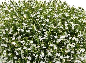 Lobelka převislá 'Sun Tropics White' - Lobelia richardii 'Sun Tropics White'