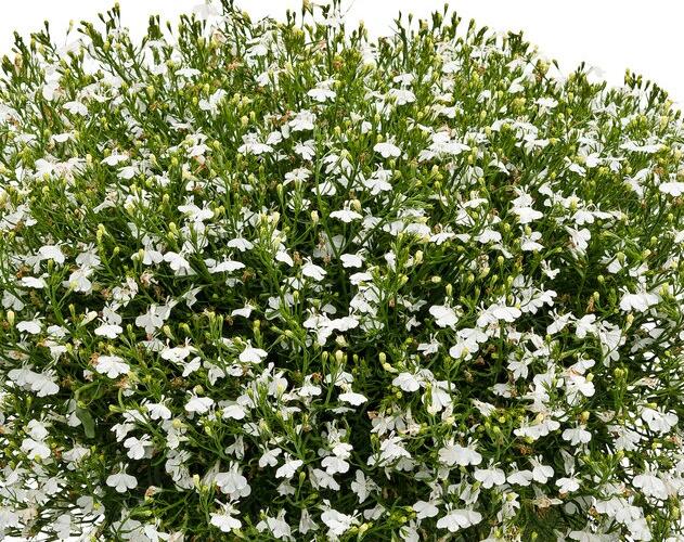 Lobelka převislá 'Sun Tropics White' - Lobelia richardii 'Sun Tropics White'