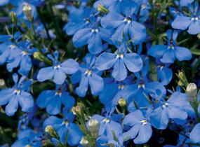 Lobelka převislá 'Sun Tropics Deep Blue' - Lobelia richardii 'Sun Tropics Deep Blue'