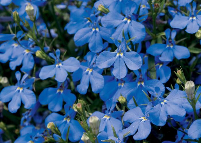 Lobelka převislá 'Sun Tropics Deep Blue' - Lobelia richardii 'Sun Tropics Deep Blue'