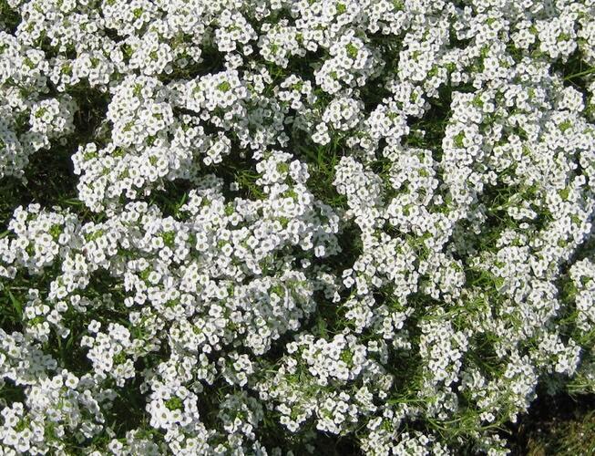 Tařicovka přímořská 'Stream White' - Lobularia maritima 'Stream White'