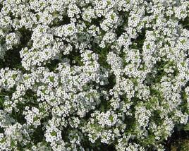 Tařicovka přímořská 'Stream White'