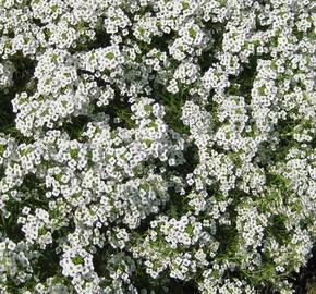 Tařicovka přímořská 'Stream White' - Lobularia maritima 'Stream White'