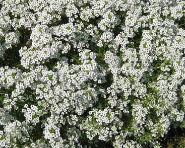 Tařicovka přímořská 'Stream White'