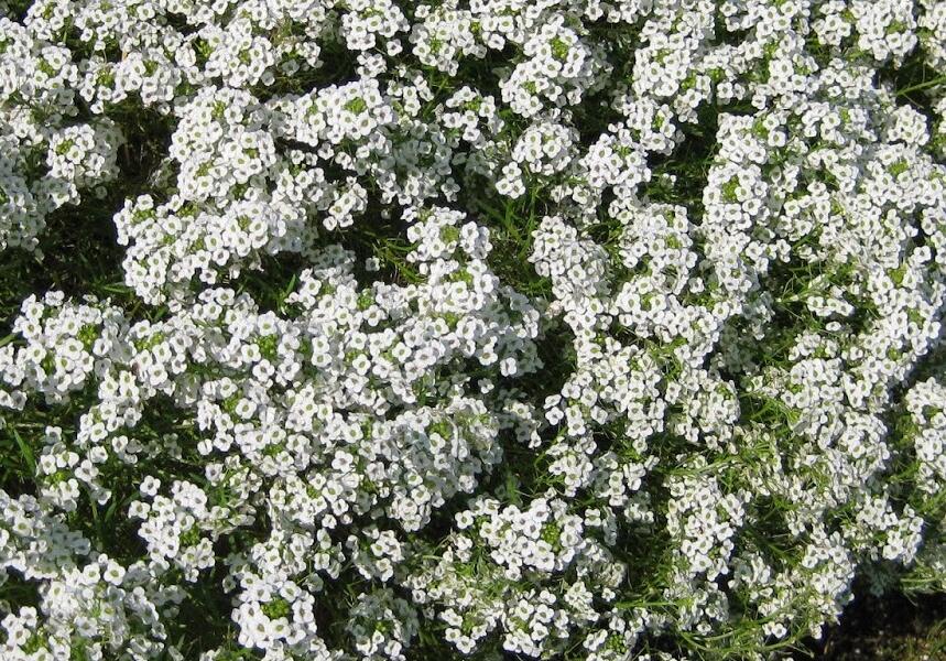 Tařicovka přímořská 'Stream White' - Lobularia maritima 'Stream White'