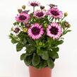 Dvoutvárka 'Cape Daisy Double Delight' - Osteospermum ecklonis 'Cape Daisy Double Delight'