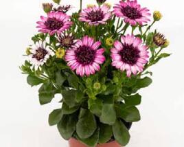 Dvoutvárka 'Cape Daisy Double Delight'