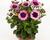 Dvoutvárka 'Cape Daisy Double Delight'