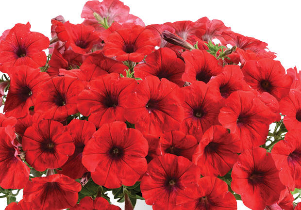 Petúnie 'Cascadias Chilli Red' - Petunia hybrida 'Cascadias Chilli Red'