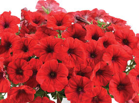Petúnie 'Cascadias Chilli Red' - Petunia hybrida 'Cascadias Chilli Red'