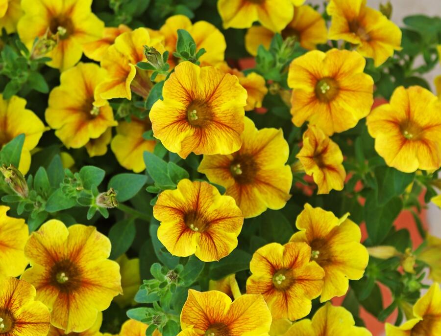 Petúnie 'Petchoa BeautiCal Caramel Yellow' - Petunia hybrida 'Petchoa BeautiCal Caramel Yellow'