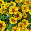 Petúnie 'Petchoa BeautiCal Caramel Yellow' - Petunia hybrida 'Petchoa BeautiCal Caramel Yellow'