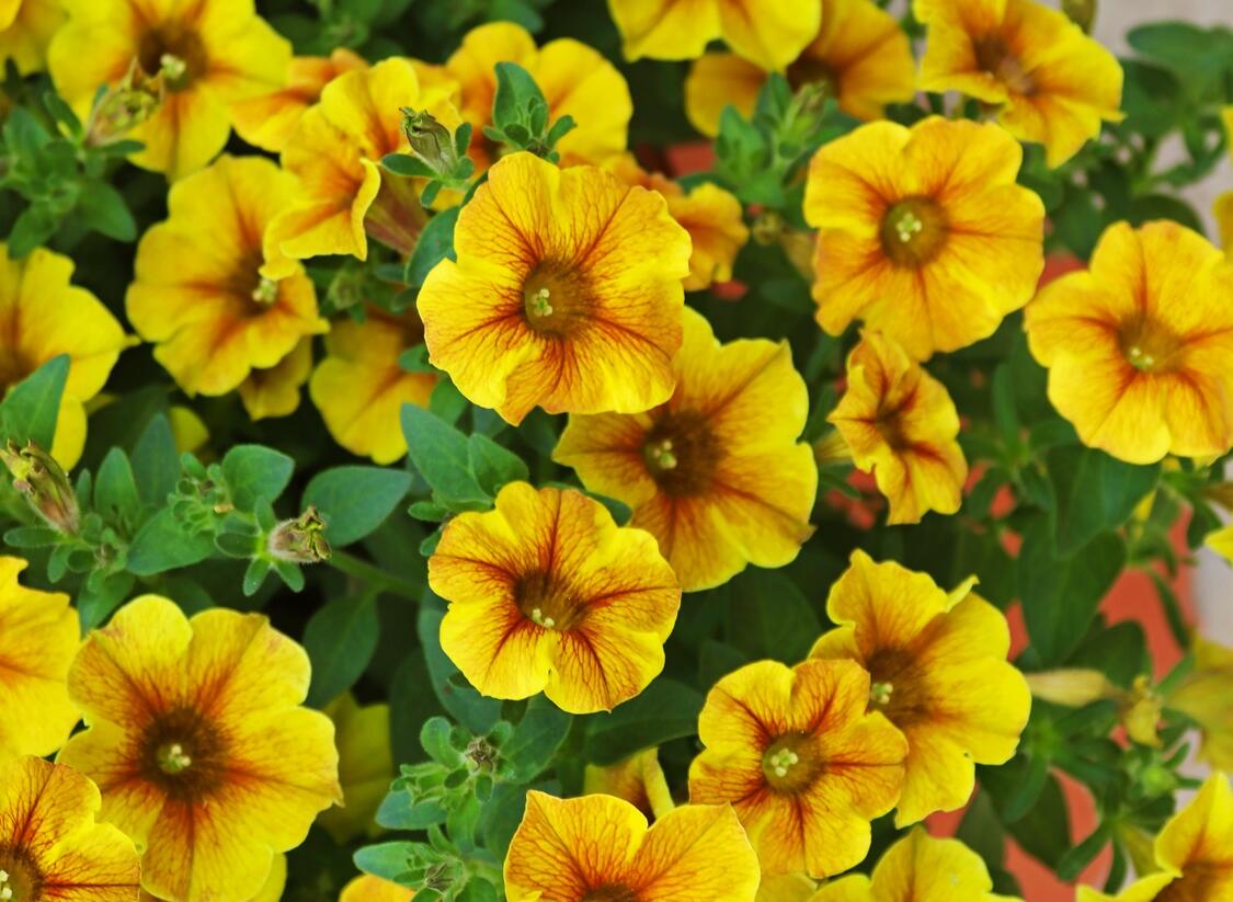 Petúnie 'Petchoa BeautiCal Caramel Yellow' - Petunia hybrida 'Petchoa BeautiCal Caramel Yellow'