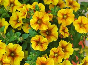 Petúnie 'Petchoa BeautiCal Caramel Yellow' - Petunia hybrida 'Petchoa BeautiCal Caramel Yellow'