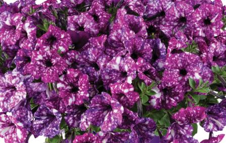 Petúnie 'Splash Dance Purple Polka' - Petunia hybrida 'Splash Dance Purple Polka'