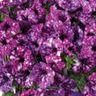 Petúnie 'Splash Dance Purple Polka' - Petunia hybrida 'Splash Dance Purple Polka'