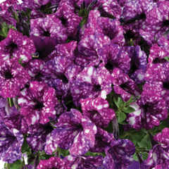Petúnie 'Splash Dance Purple Polka' - Petunia hybrida 'Splash Dance Purple Polka'