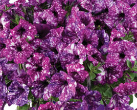 Petúnie 'Splash Dance Purple Polka'