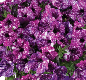 Petúnie 'Splash Dance Purple Polka'