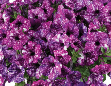 Petúnie 'Splash Dance Purple Polka'