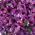 petunie-splash-dance-purple-polka.png