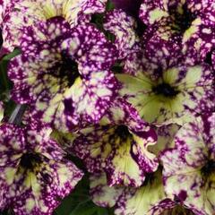 Petúnie 'Splash Dance Magenta Mambo' - Petunia hybrida 'Splash Dance Magenta Mambo'