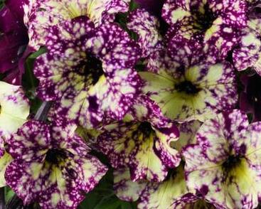 Petúnie 'Splash Dance Magenta Mambo'