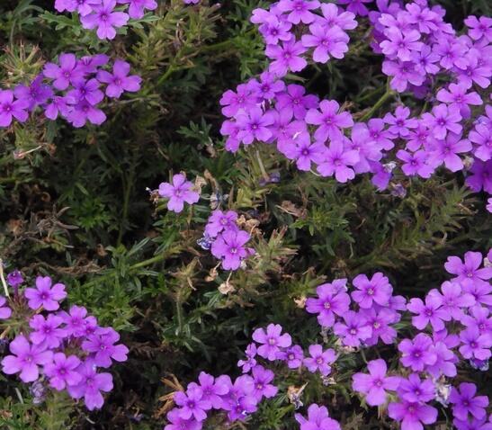 Verbena, sporýš 'Vanessa Purple' - Verbena hybrida 'Vanessa Purple'