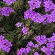 Verbena, sporýš 'Vanessa Purple' - Verbena hybrida 'Vanessa Purple'