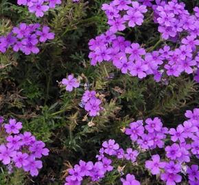 Verbena, sporýš 'Vanessa Purple' - Verbena hybrida 'Vanessa Purple'