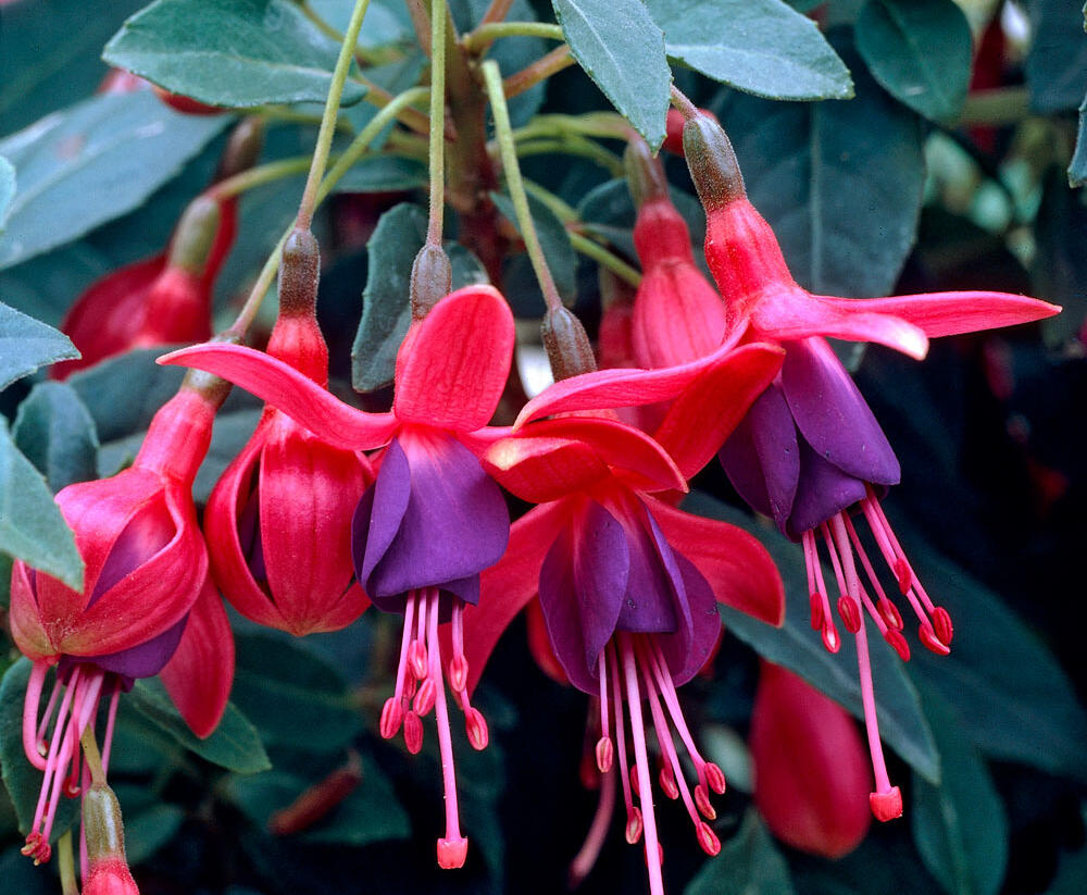 Fuchsie, čílko 'Tom Thumb' - Fuchsia hybrida 'Tom Thumb'