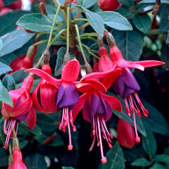 Fuchsie, čílko 'Tom Thumb' - Fuchsia hybrida 'Tom Thumb'