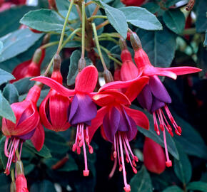 Fuchsie, čílko 'Tom Thumb' - Fuchsia hybrida 'Tom Thumb'