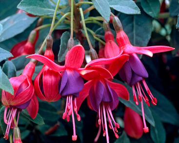 Fuchsie, čílko 'Tom Thumb'