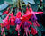 Fuchsie, čílko 'Tom Thumb'
