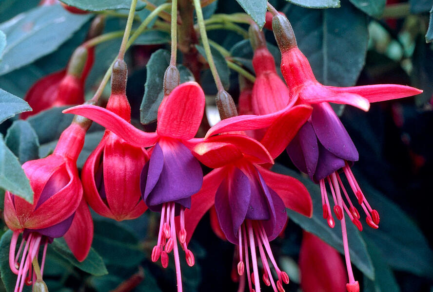 Fuchsie, čílko 'Tom Thumb' - Fuchsia hybrida 'Tom Thumb'