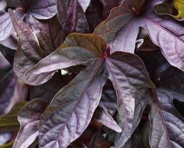 Povíjnice batátová 'Papas Deep Purple'