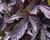 Povíjnice batátová 'Papas Deep Purple'