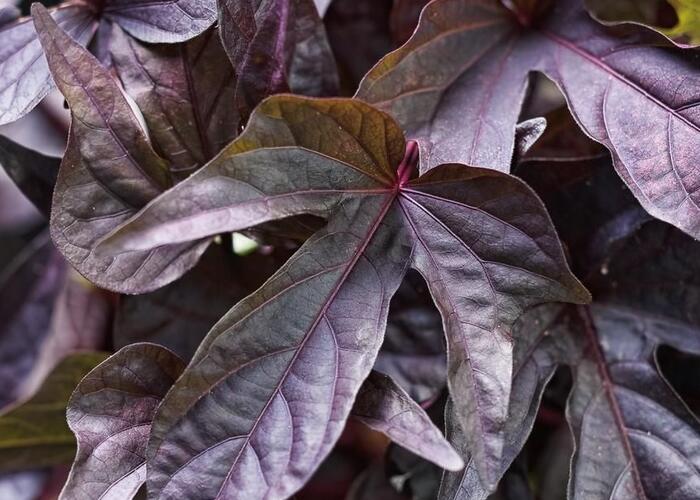 Povíjnice batátová 'Papas Deep Purple' - Ipomoea batatas 'Papas Deep Purple'