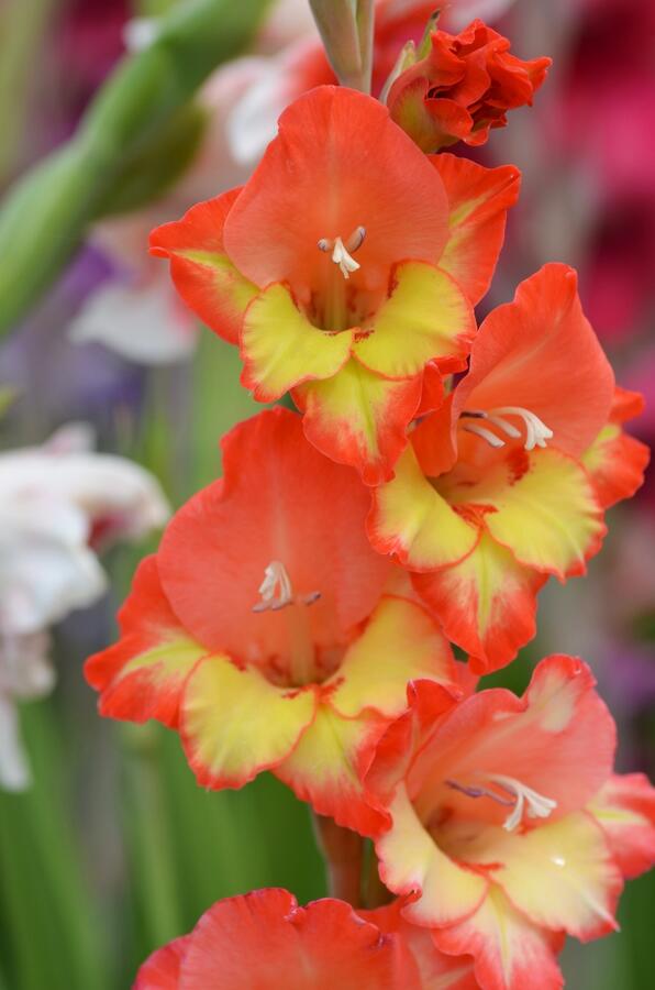 Mečík 'Princess Margaret Rose' - Gladiolus 'Princess Margaret Rose'