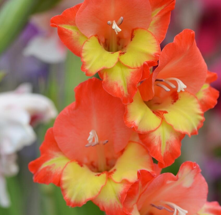Mečík 'Princess Margaret Rose' - Gladiolus 'Princess Margaret Rose'