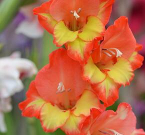 Mečík 'Princess Margaret Rose' - Gladiolus 'Princess Margaret Rose'