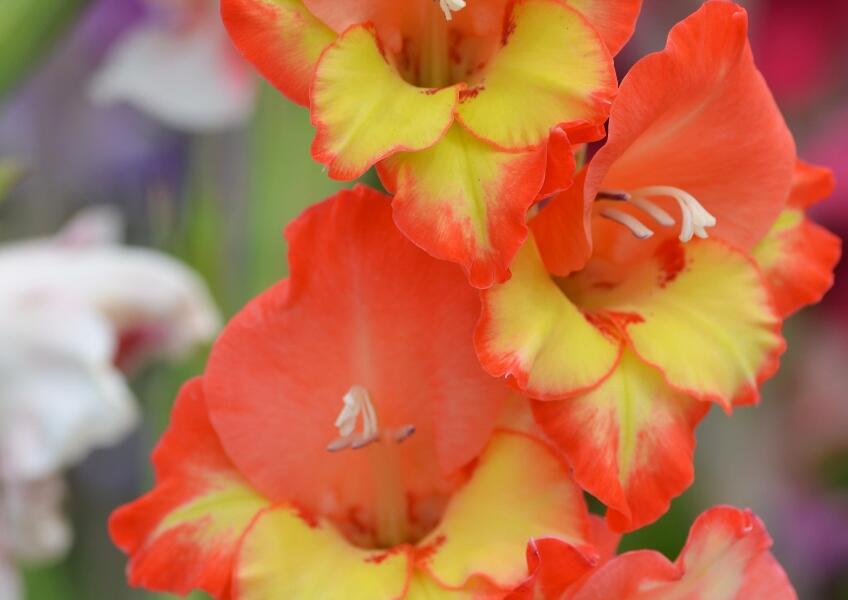 Mečík 'Princess Margaret Rose' - Gladiolus 'Princess Margaret Rose'