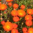 Lamparantus 'Orange' - Lampranthus roseus 'Orange'