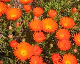 Lamparantus 'Orange'