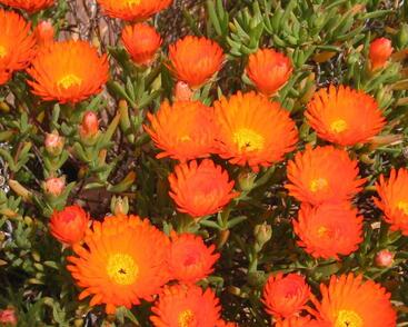 Lamparantus 'Orange'