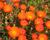 Lamparantus 'Orange'