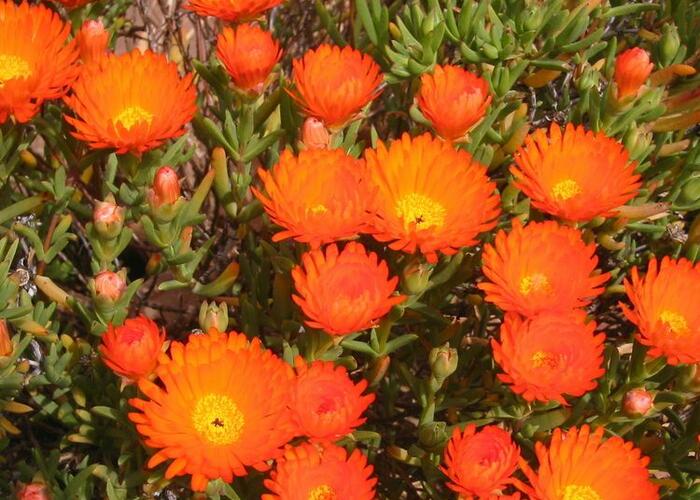 Lamparantus 'Orange' - Lampranthus roseus 'Orange'