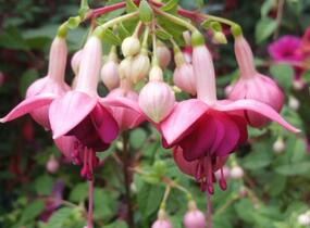 Fuchsie, čílko 'Paula Jane' - Fuchsia hybrida 'Paula Jane'