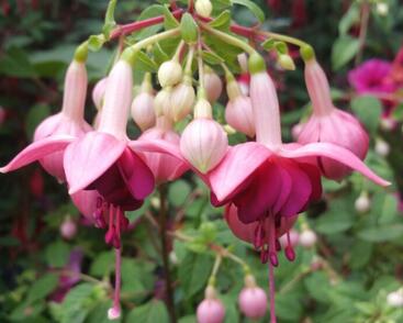 Fuchsie, čílko 'Paula Jane'